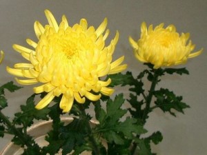 ５節句-菊の節句