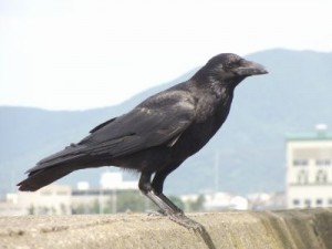 カラス2ハシボソガラス