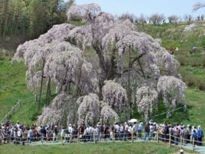 三春の滝桜