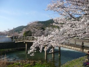 嵐山の桜5
