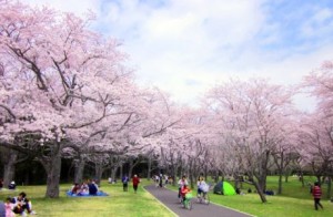 桜-満開の桜の下で花見をする人々2