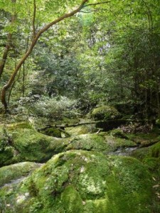 パワースポット-屋久島 苔むす森