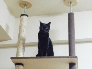 猫の食事1