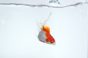 金魚1