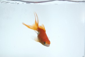 金魚6