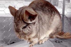 飼いたい-チンチラ