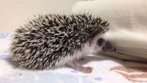 飼いたい-ハリネズミ