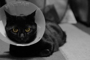 黒猫2