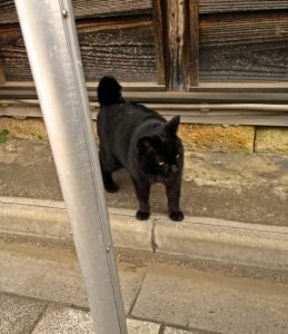 黒猫3