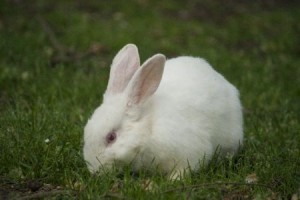 ウサギ1