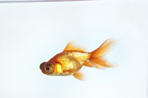 金魚2