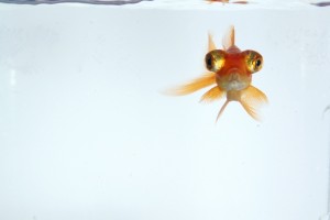 金魚7