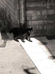 黒猫1