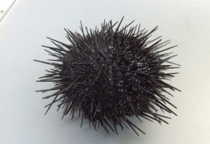 キタムラサキウニ　引用元 市場魚貝類図鑑より