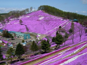 東藻琴芝桜公園2