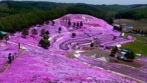 東藻琴芝桜公園3