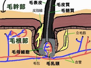 髪の毛2