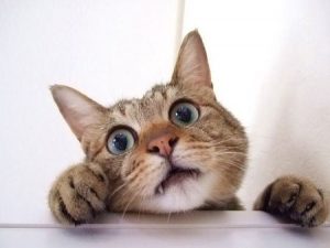 ねこ1
