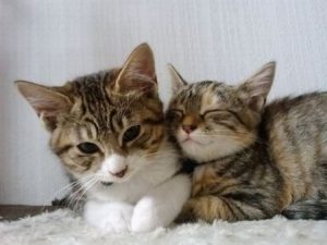 ねこ2