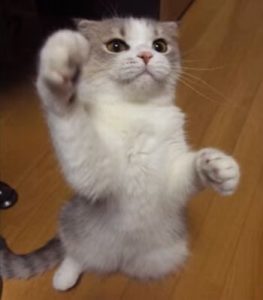 ねこ3