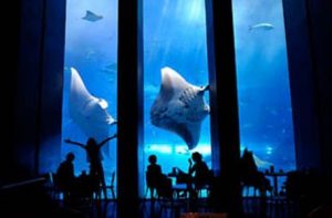 3美ら海水族館