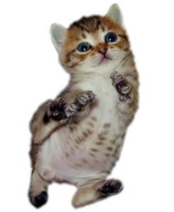 はじめて猫を飼2