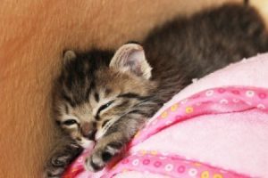 はじめて猫を飼4