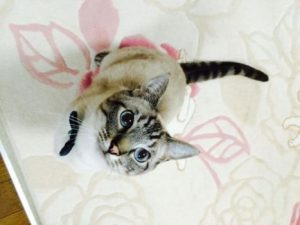 アメショー2