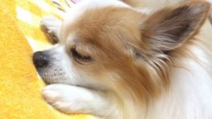 保護犬チワワの ファーファ との生活 ソニーブログ