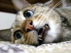 恐い猫1