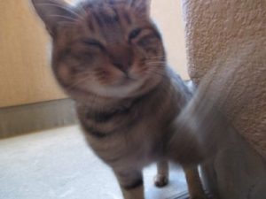恐い猫2