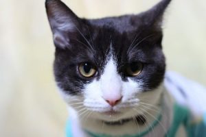白黒猫1