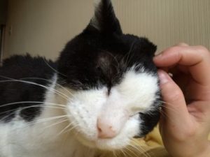 白黒猫3