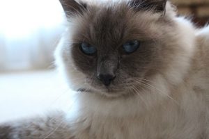 バーマン猫