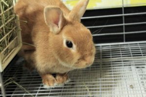 うさぎのすもも1