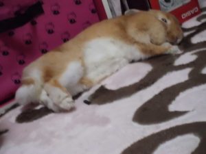 うさぎのすもも2