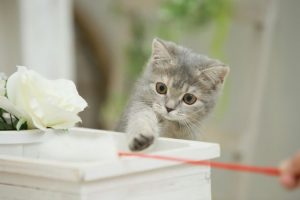 猫グッツ８選0
