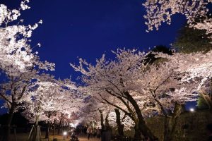 金沢城公園 ライトアップ 桜のトンネル