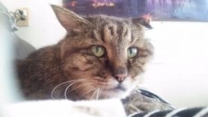 ５匹の子猫の母親