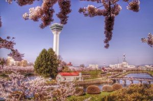 五稜郭の桜2