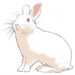「うさぎ」ってどんな動物だろう