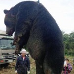 ４００㌔のヒグマを駆除