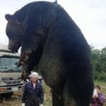 ４００㌔のヒグマを駆除
