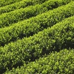 玉露とほうじ茶のおいしい入れ方