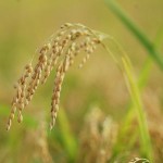 おいしいお米は全国から生産されています