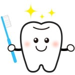動物の天然毛の歯ブラシは歯茎にとても優しい