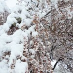 日本の五節句＞七草・桃の節句・端午の節句・七夕・重陽の節句