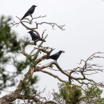 カラスを知って仲良く共生できないでしょうか