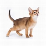 アビシニアンとソマリを飼って幸せな気分