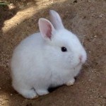 「うさぎ」はかわいいですね 飼いたい人の参考になれば